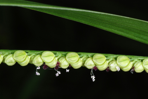 Thin Paspalum