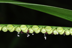 Thin Paspalum