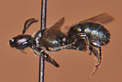 Ceratina dupla