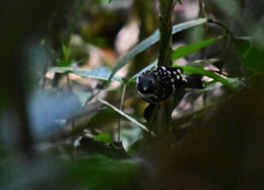 Hylophylax naevius