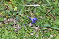 Vinca herbacea