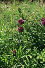Allium rotundum