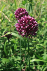 Allium rotundum