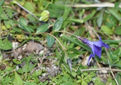 Vinca herbacea