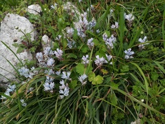 Bellevalia hyacinthoides