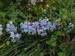 Bellevalia hyacinthoides