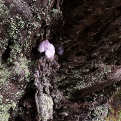 Nectriopsis violacea