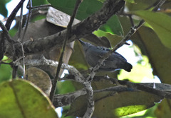 Myrmotherula menetriesii