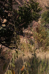 Pseudarthria hookeri hookeri