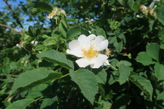 Rosa