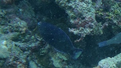 Scarus niger