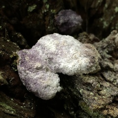 Nectriopsis violacea