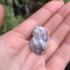 Nectriopsis violacea