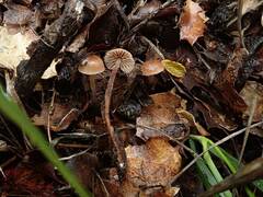 Mycetinis copelandii