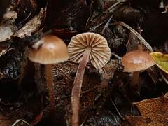 Mycetinis copelandii