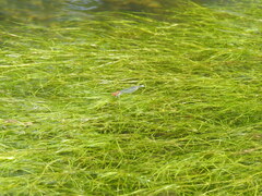 Pseudagrion massaicum