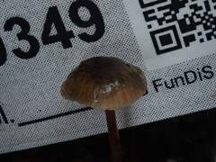 Mycetinis copelandii