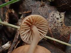 Mycetinis copelandii