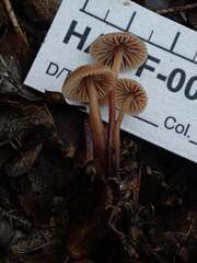 Mycetinis copelandii