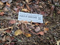 Mycetinis copelandii