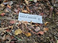 Mycetinis copelandii