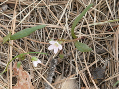 Claytonia rosea