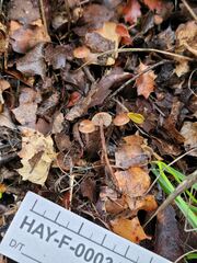 Mycetinis copelandii