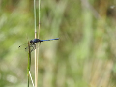 Trithemis
