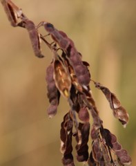 Pseudarthria hookeri hookeri