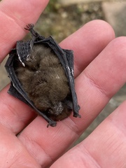 Pipistrellus