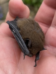 Pipistrellus