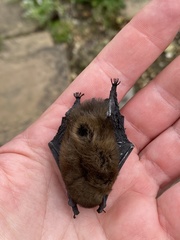 Pipistrellus