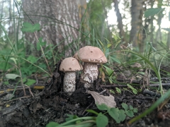 Leccinum duriusculum