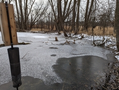 Emydoidea blandingii