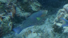 Scarus rivulatus