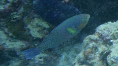 Scarus rivulatus