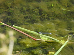 Pseudagrion citricola