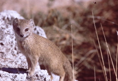 Cynictis penicillata