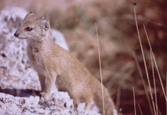 Cynictis penicillata