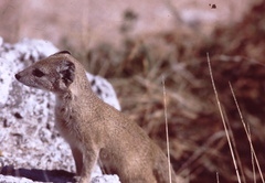 Cynictis penicillata