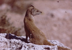 Cynictis penicillata