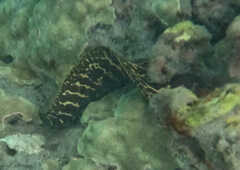 Gymnothorax undulatus