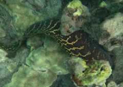 Gymnothorax undulatus