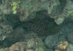 Gymnothorax undulatus