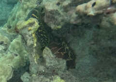 Gymnothorax undulatus