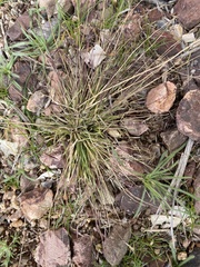 Bouteloua aristidoides