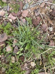 Bouteloua aristidoides