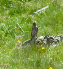 Turdus torquatus
