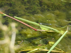 Pseudagrion citricola