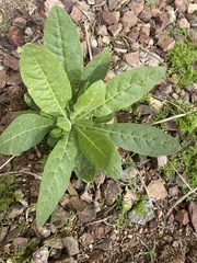 Bouteloua aristidoides